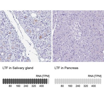 Anti-LTF antibody produced in rabbit Prestige Antibodies&#174; Powered by Atlas Antibodies, affinity isolated antibody, buffered aqueous glycerol solution