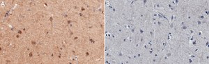 Anti-DCLK1-S Antibody, clone 1D13 ZooMAb® Rabbit Monoclonal recombinant, expressed in HEK 293 cells