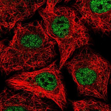 Anti-SOX12 antibody produced in rabbit Prestige Antibodies&#174; Powered by Atlas Antibodies, affinity isolated antibody