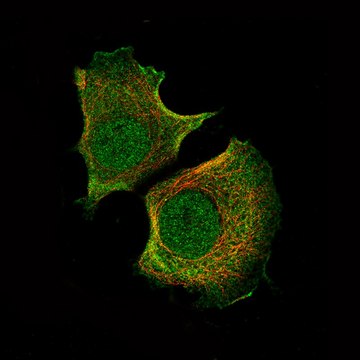 Monoclonal Anti-AKT1 antibody produced in mouse Prestige Antibodies&#174; Powered by Atlas Antibodies, clone CL0887, purified immunoglobulin, buffered aqueous glycerol solution