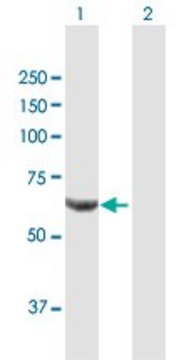 Anti-PPP2R1B antibody produced in mouse purified immunoglobulin, buffered aqueous solution