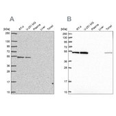 Anti-RUVBL2 antibody produced in rabbit Prestige Antibodies® Powered by Atlas Antibodies, affinity isolated antibody
