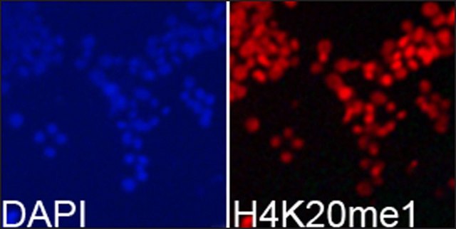 Anti-Histone H4K20me1 antibody produced in rabbit affinity isolated antibody