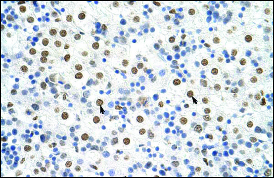 Anti-HNRPA3 antibody produced in rabbit IgG fraction of antiserum