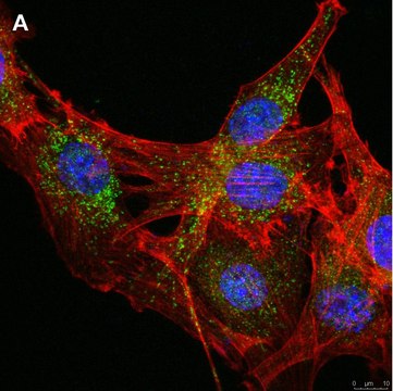 Anti-LRP1 85kDa subunit Antibody, clone 4G7, ZooMAb&#174; Rabbit Monoclonal recombinant, expressed in HEK 293 cells