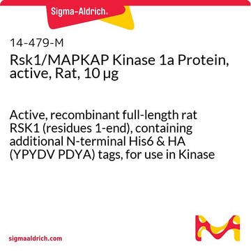 Rsk1/MAPKAP Kinase 1a Protein, active, Rat, 10 &#181;g Active, recombinant full-length rat RSK1 (residues 1-end), containing additional N-terminal His6 &amp; HA (YPYDV PDYA) tags, for use in Kinase Assays.