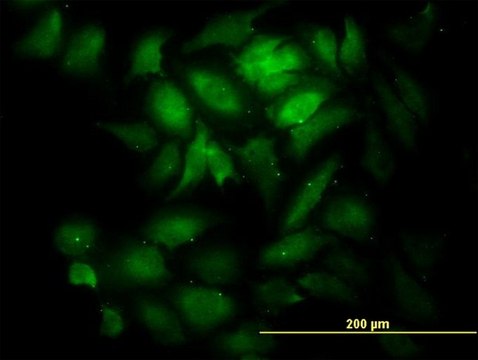 Monoclonal Anti-KNTC1 antibody produced in mouse clone 10H4, purified immunoglobulin, buffered aqueous solution