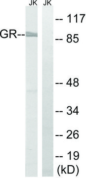 Anti-GR antibody produced in rabbit affinity isolated antibody