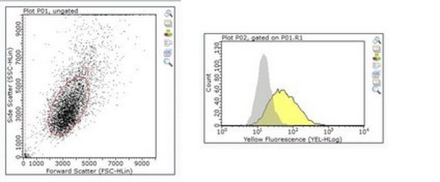 Anti-CD315 Antibody, clone 17H1 clone 17H1, from rat