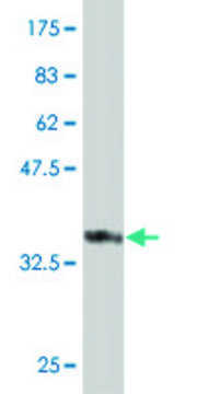 Monoclonal Anti-FBXO36 antibody produced in mouse clone 3D3, purified immunoglobulin, buffered aqueous solution