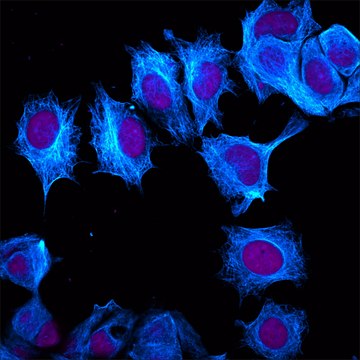 Anti-Rabbit IgG (H+L), highly cross-adsorbed, CF&#8482;405M antibody produced in goat ~2&#160;mg/mL, affinity isolated antibody, buffered aqueous solution