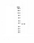 Anti-Aurora B from rabbit, purified by affinity chromatography