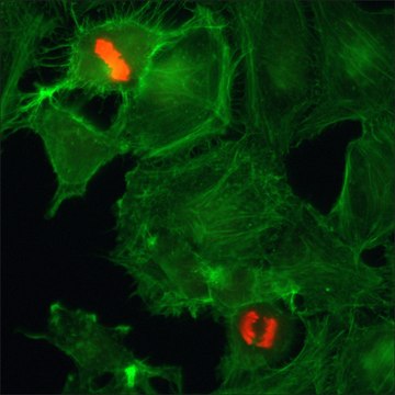 Anti-Phospho-Histone H3 (pSer10) antibody, Rabbit monoclonal recombinant, expressed in HEK 293 cells, clone RM163, purified immunoglobulin