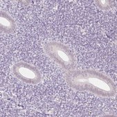 Anti-APLP1 antibody produced in rabbit Prestige Antibodies® Powered by Atlas Antibodies, affinity isolated antibody, buffered aqueous glycerol solution
