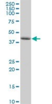 Anti-PLEKHA1 antibody produced in rabbit purified immunoglobulin, buffered aqueous solution