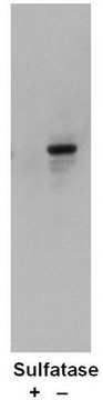 Anti-Sulfotyrosine Antibody, Clone Sulfo-1C-A2 clone Sulfo-1C-A2, Upstate&#174;, from mouse