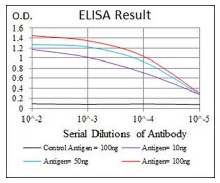 Anti-PPM1A, clone 7F12 Antibody clone 7F12, from mouse