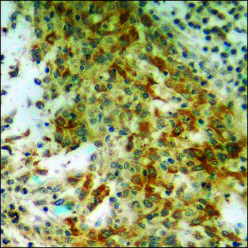 Anti-phospho-S6 Ribosomal Protein (pSer240) antibody produced in rabbit affinity isolated antibody