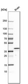 Anti-HS3ST1 antibody produced in rabbit Prestige Antibodies® Powered by Atlas Antibodies, affinity isolated antibody, buffered aqueous glycerol solution