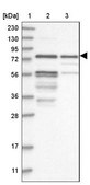 Anti-KAZN antibody produced in rabbit Prestige Antibodies® Powered by Atlas Antibodies, affinity isolated antibody, buffered aqueous glycerol solution
