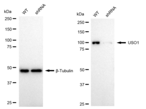 KD-Validated Anti USO1 Vesicle Transport Factor Antibody, clone 24GB1905, Rabbit Monoclonal clone 24GB1905, recombinant rabbit monoclonal, expressed in HEK293 cells