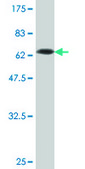 Monoclonal Anti-SERPINI1, (C-terminal) antibody produced in mouse clone 1E10, purified immunoglobulin, buffered aqueous solution
