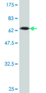 Monoclonal Anti-SERPINI1, (C-terminal) antibody produced in mouse clone 1E10, purified immunoglobulin, buffered aqueous solution