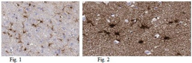 Anti-Aldh1L1 Antibody, clone N103/39 clone N103/39, from mouse