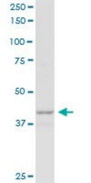 Anti-P2RY1 antibody produced in mouse purified immunoglobulin, buffered aqueous solution