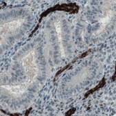 Monoclonal Anti-VWF antibody produced in mouse Prestige Antibodies® Powered by Atlas Antibodies, clone CL1950, purified immunoglobulin, buffered aqueous glycerol solution