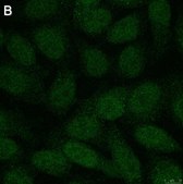 Anti-ALKBH5 Antibody, clone 6G7 ZooMAb® Rabbit Monoclonal recombinant, expressed in HEK 293 cells