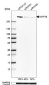 Anti-MAP1B antibody produced in rabbit Prestige Antibodies® Powered by Atlas Antibodies, affinity isolated antibody, buffered aqueous glycerol solution