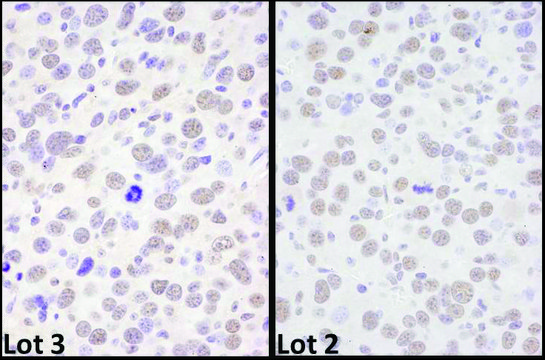 Rabbit anti-BRD4 Antibody, Affinity Purified Powered by Bethyl Laboratories, Inc.