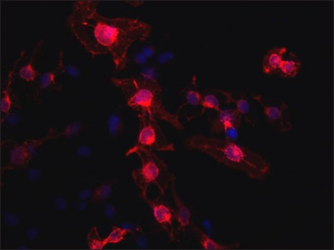 Anti-LRP1B (C-terminal region) antibody produced in rabbit ~1.5&#160;mg/mL, affinity isolated antibody