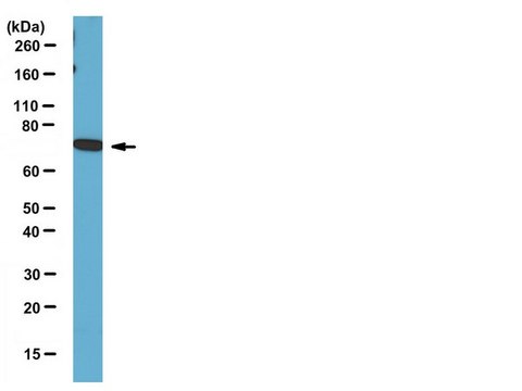 Anti-DDX3X Antibody serum, from rabbit