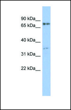 Anti-EOMES antibody produced in rabbit affinity isolated antibody