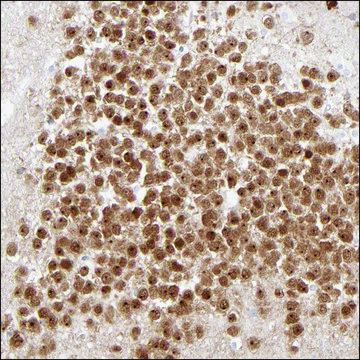 Anti-FGF13 antibody produced in rabbit Prestige Antibodies&#174; Powered by Atlas Antibodies, affinity isolated antibody, buffered aqueous glycerol solution