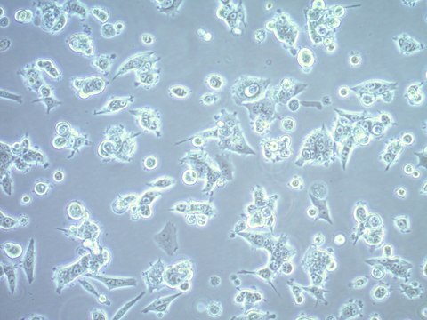 MCF-7 BUS Human Invasive Ductal Carcinoma Cell Line