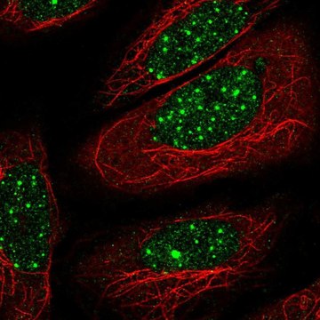 Anti-THRB antibody produced in rabbit Prestige Antibodies&#174; Powered by Atlas Antibodies, affinity isolated antibody