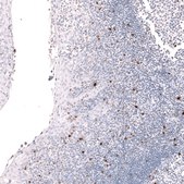Monoclonal Anti-Lag3 Antibody Produced In Mouse Prestige Antibodies® Powered by Atlas Antibodies, clone CL14773, affinity isolated antibody, buffered aqueous glycerol solution
