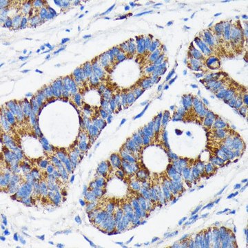 Anti- Bax antibody produced in rabbit