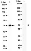 Anti-SARS-CoV-2 nucleocapsid Antibody, clone 7B10-3E4