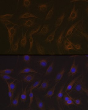 Anti-EB3/MAPRE3 antibody produced in rabbit