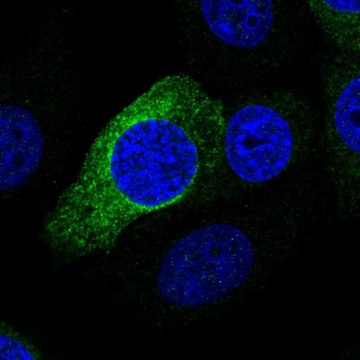 Anti-PRR11 antibody produced in rabbit Prestige Antibodies&#174; Powered by Atlas Antibodies, affinity isolated antibody