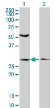 Monoclonal Anti-IFT57 antibody produced in mouse clone 3G4, purified immunoglobulin, buffered aqueous solution