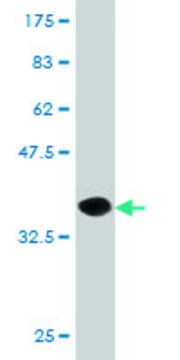 Monoclonal Anti-PTGIR, (C-terminal) antibody produced in mouse clone 2A7, purified immunoglobulin, buffered aqueous solution