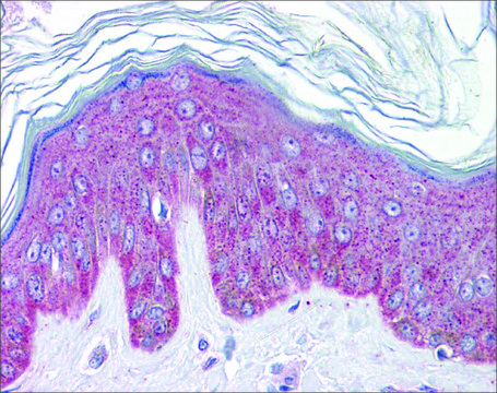 Anti-IL33 antibody produced in rabbit affinity isolated antibody