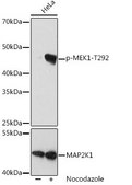 Anti-Phospho-MEK1-T292 antibody produced in rabbit