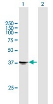 Anti-STX18 antibody produced in mouse purified immunoglobulin, buffered aqueous solution