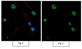 Anti-acetyl-Histone H4 (Lys16) Antibody, Alexa Fluor™ 488 from rabbit, ALEXA FLUOR™ 488